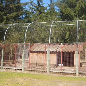 Farm Fun - Peafowl/guineafowl aviary