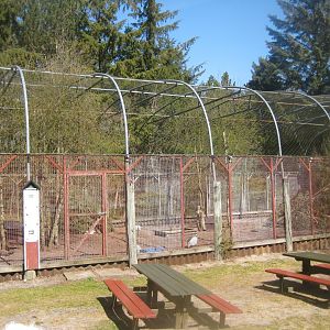 Farm Fun - Peafowl/guineafowl aviary