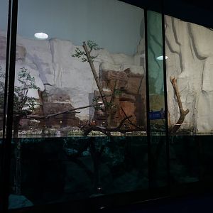 waterfowls, ducks. gulls - 16.04.2018