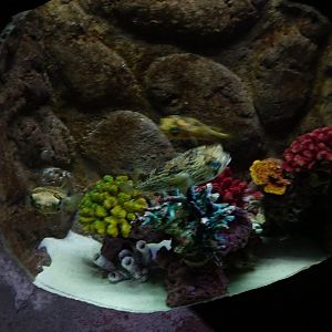 aquarium - 16.04.2018