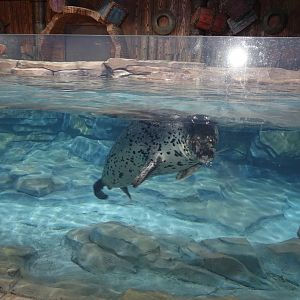 inside the house of spotted seals - 16.04.2018