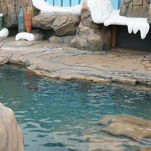 outside enclosure of spotted seals - 16.04.2018