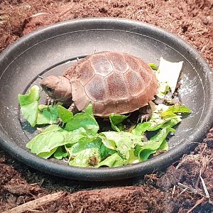 Baby Yellow-headed tortoise