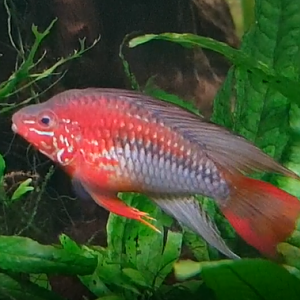 Fish ID