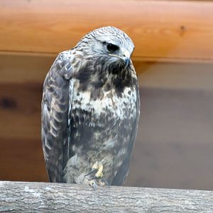 Buteo lagopus / Rough-legged buzzard at Novosibirsk Zoo