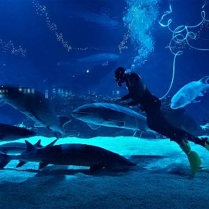 Feeding Chinese Sturgeon