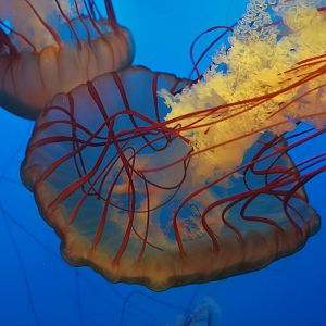 Sea Nettle?