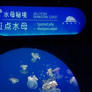 Jellyfish Signage