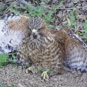 Red-shouldered Hawk ssp elegans