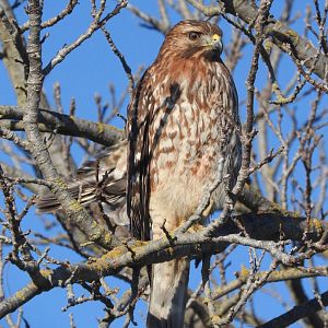 Red-shouldered Hawk ssp elegans