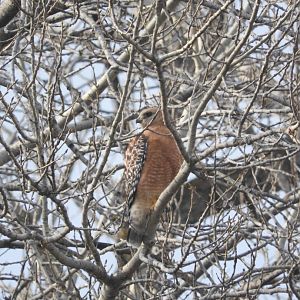 Red-shouldered Hawk ssp elegans