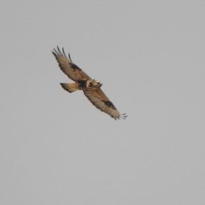 Rough-legged Hawk/Buzzard (sanctijohannis)