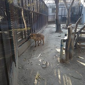 Spotted Hyaena Exhibit