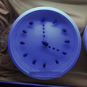 Beetle Clock