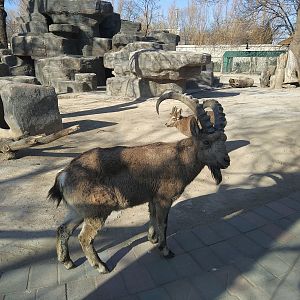 Siberian Ibex?