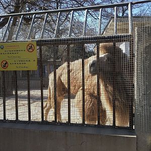 Bactrian Camel