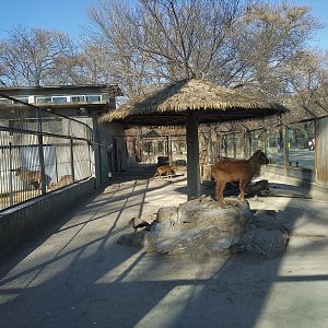 Red Goral Enclosure