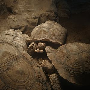 African Spurred Tortoises
