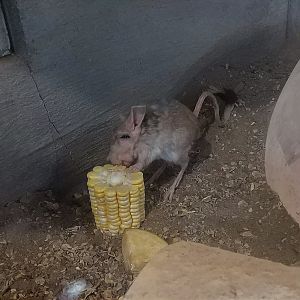 Mongolian Five-toed Jerboa
