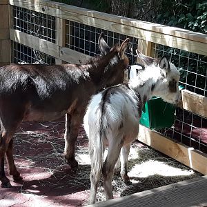 Miniature donkeys