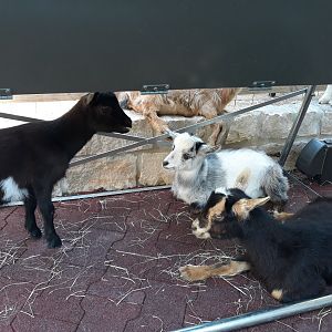 African pygmy goats