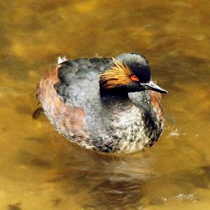 Black-necked grebe