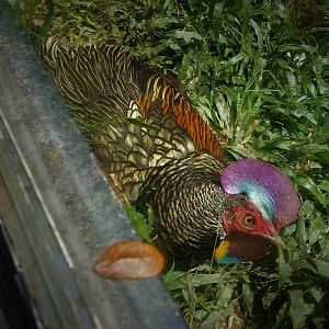 Green Junglefowl
