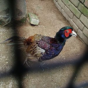 Melanistic Mutant Pheasant