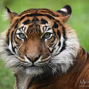 Isha, Sumatran tiger