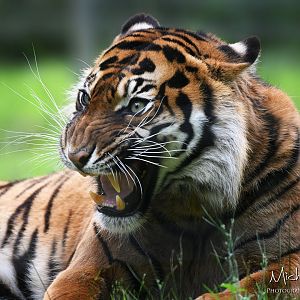 Isha, Sumatran tiger