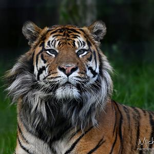 Jae Jae, Sumatran tiger