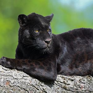 Leila, black jaguar