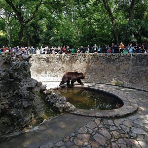 Brown Bear Exhibit
