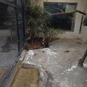 Assorted Birds of Prey