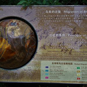 Migration Interpretation