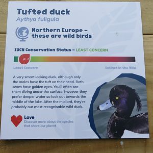 Another new bird sign, June 2019