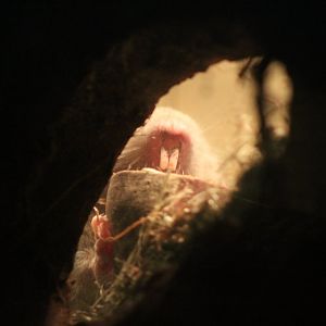 Mechow's mole-rat (Fukomys mechowii)