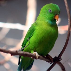 Vernal hanging parrot (Loriculus vernalis)