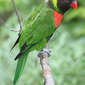 Mitchell's Rainbow Lorikeet (Trichoglossus forsteni mitchellii)
