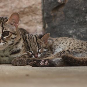 Palawan leopard cat (Prionailurus bengalensis heaneyi)