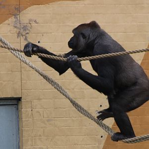 Balancing Western lowland gorilla