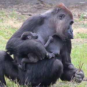 Western lowland gorilla - mother and baby