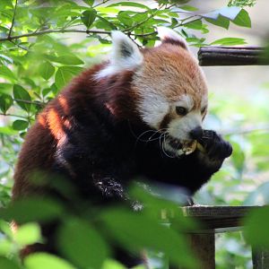 Red panda