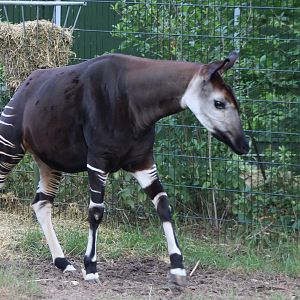 Okapi