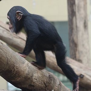 Baby Chimpanzee