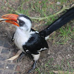 Von der Decken's hornbill