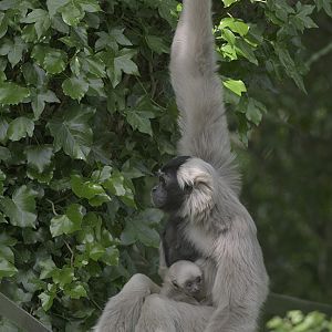 Pileated gibbon + infant