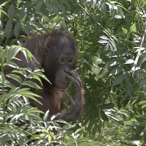 Tattau in the undergrowth