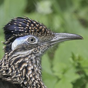 Greater roadrunner