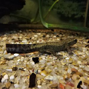 Spot-tailed Warty Newt